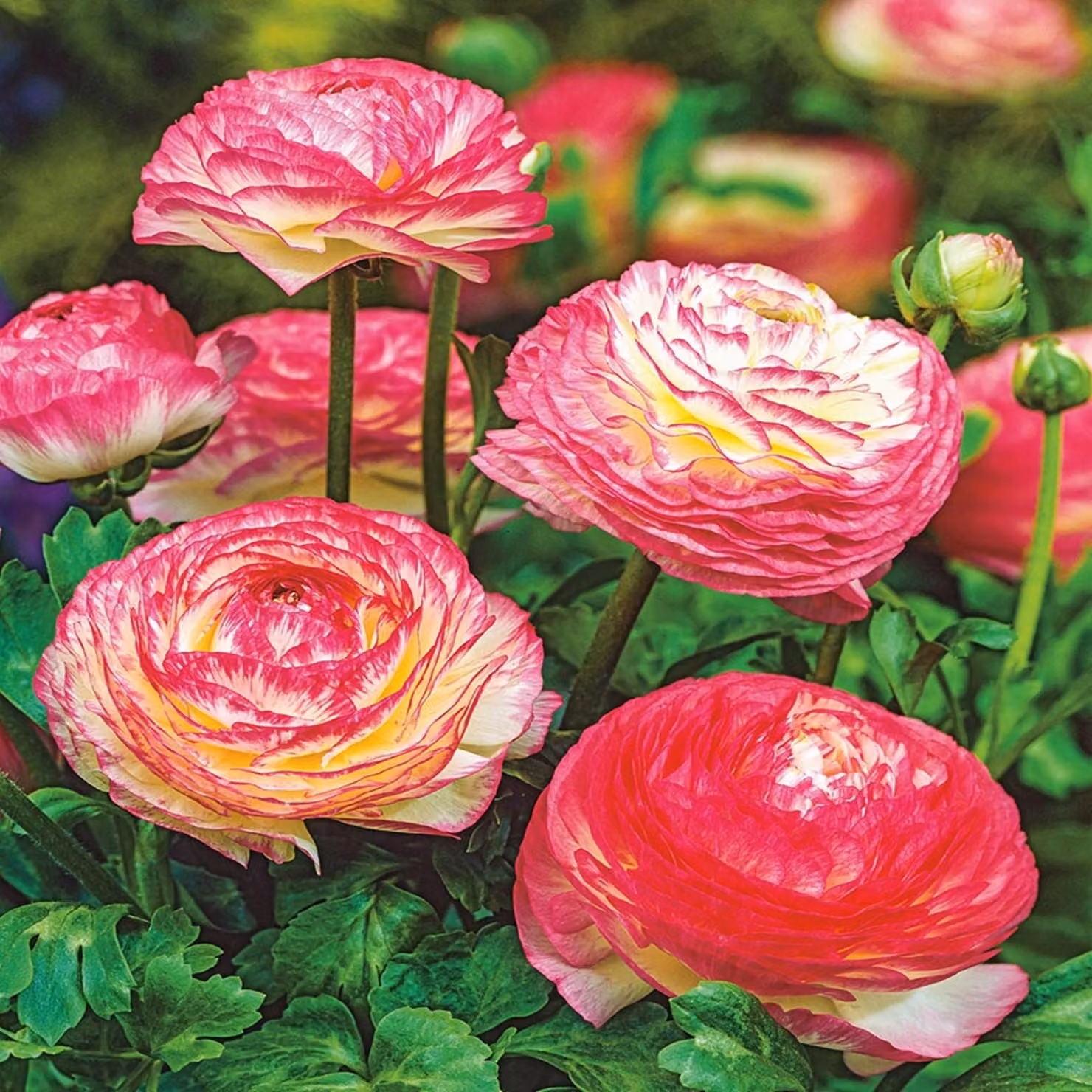 Ranunculus Ranuncolo Picotee Rose 5 pz Ranuncoli piantina piantine Bulbi