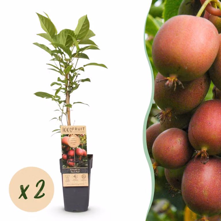 Actinidia deliciosa Ken,s Red - Pianta di kiwi - Femmina - Frutti rossi - 2 piante - 40-50cm - Ø15cm - Pianta da giardino