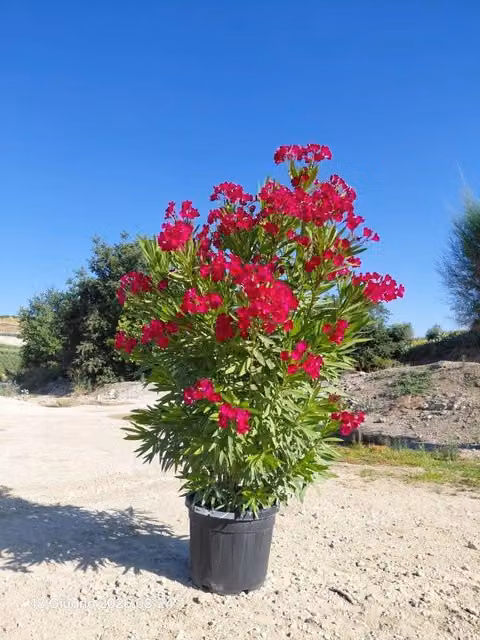 NERIUM OLEANDER (OLEANDRO) ROSSO JANNOCH VASO 50 H.140/160