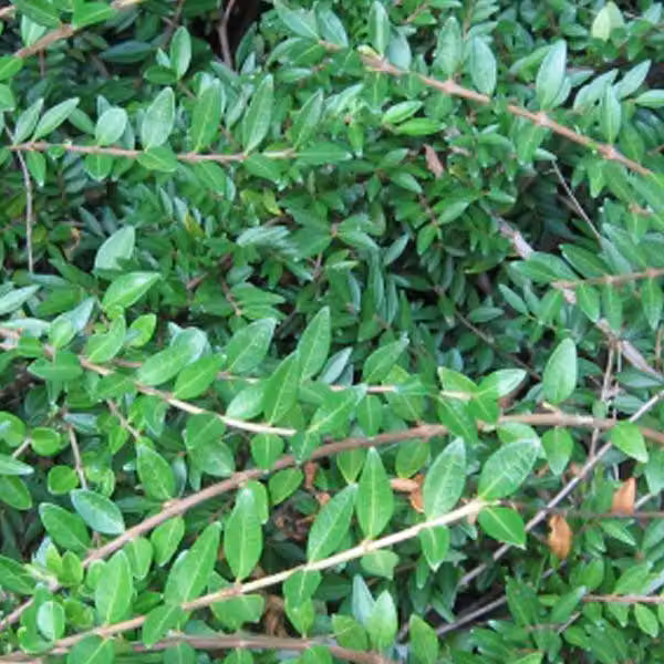 2 piante di *Lonicera pileata* (mirto delle pendici) | altezza 40-50 cm, in vaso