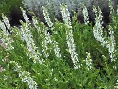 6 x Salvia nem. 'snowhill' - muschio stellato - vaso 9 x 9 cm