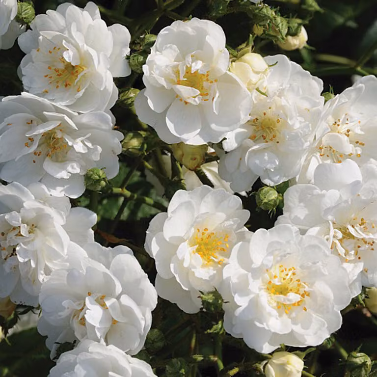 Rosa - Rosa rampicante - Rosa 'Guirlande D'Amour'