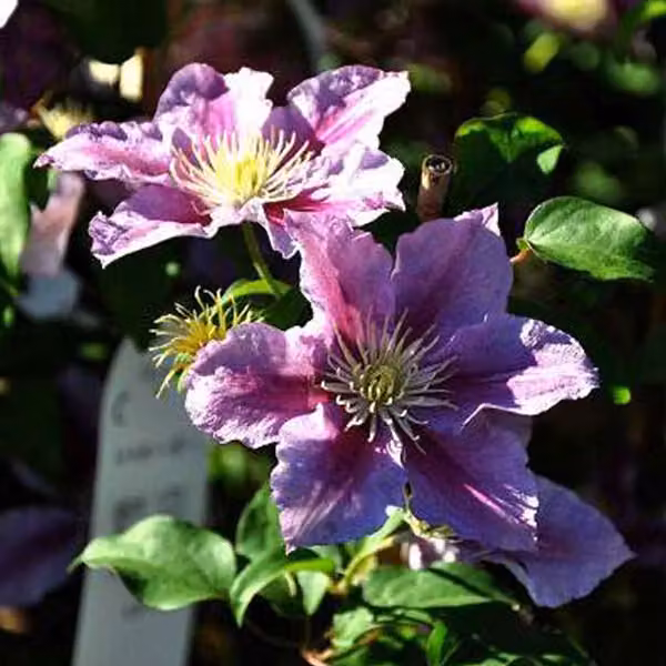 Hello Plants Clematis Piilu Clematide rampicante - Ø 15 cm - Altezza: 65 cm