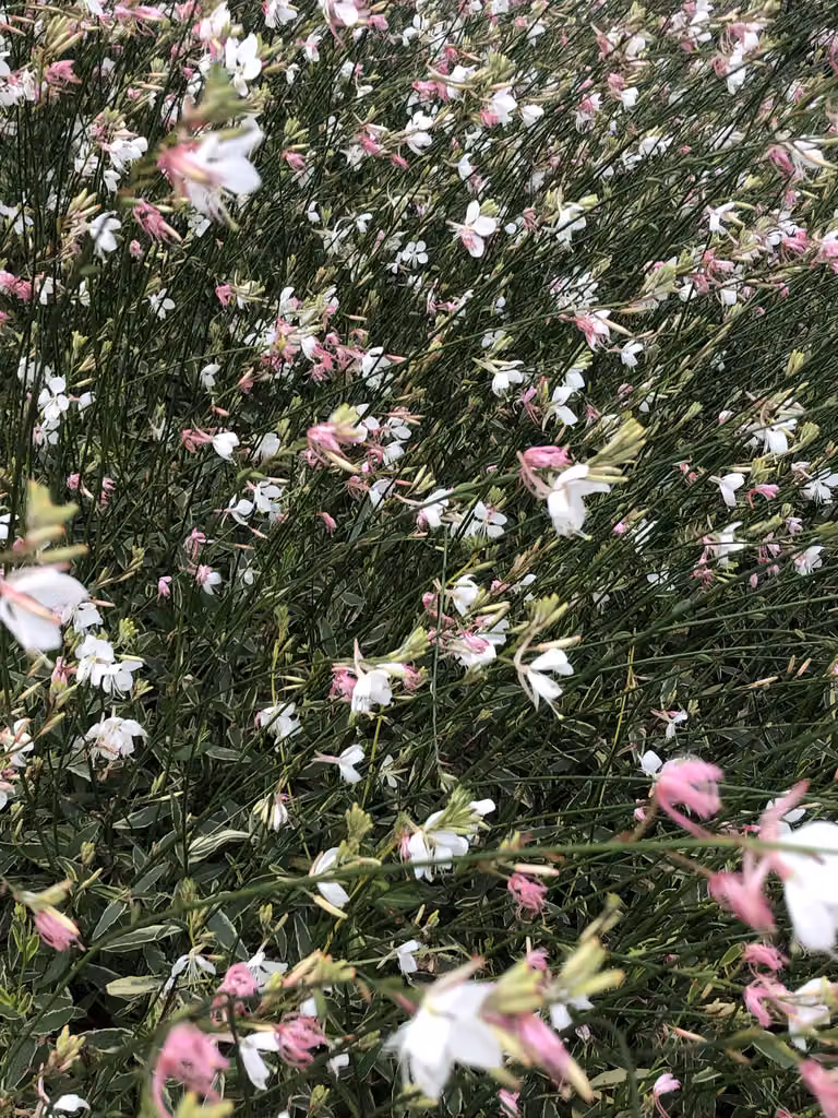 6 x Gaura lindh. 'Corrie's Gold' (= oenothera lindh.) - magnifica candela - vaso 9x9 cm