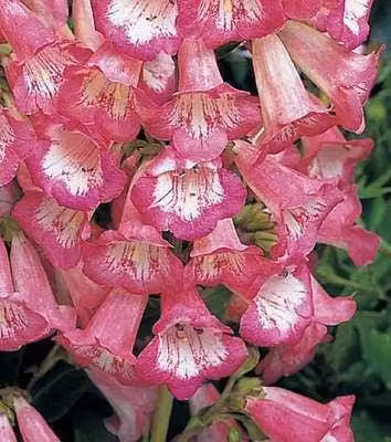 6 x Penstemon hybr. 'Apple Blossom' - Filo di barba - Vaso 9 x 9 cm