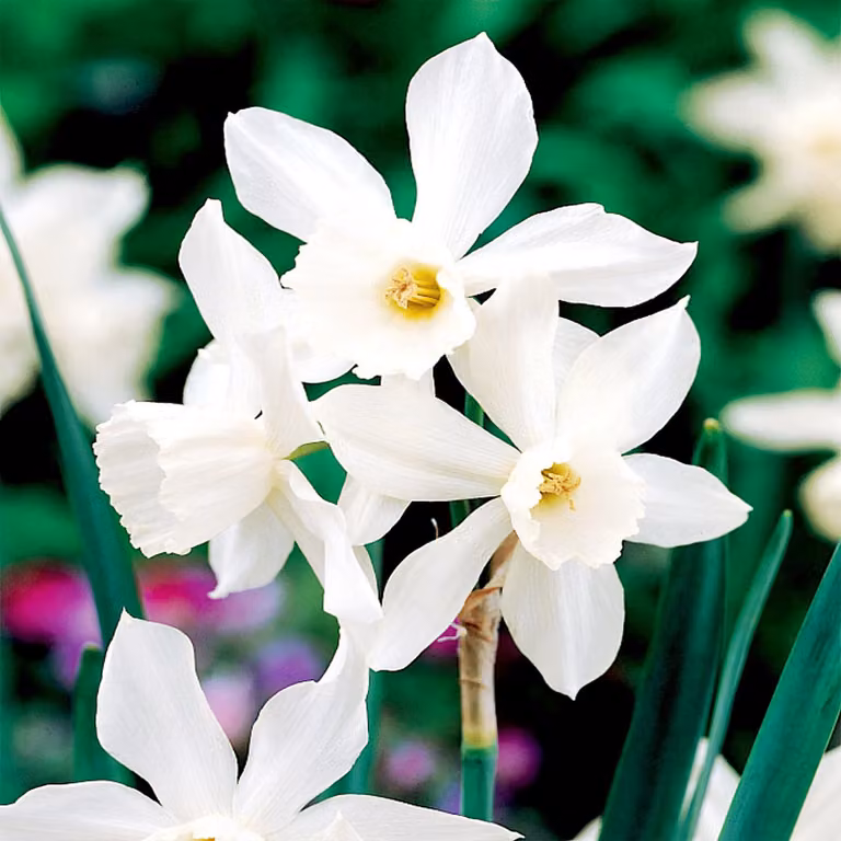 Narciso botanico Thalia 5 pz. Bulbi di Narciso