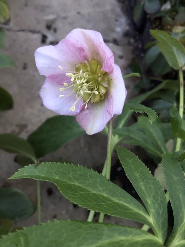 6 x Helleborus orientalis Pretty Ellen Pink - elleboro - vaso 9 x 9 cm