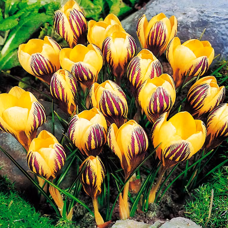 Bulbi da fiore Bulbi Crocus a fiore grande Crocus Saturnus 10 pz.