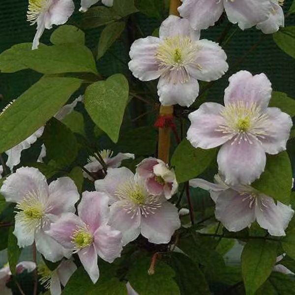 2 piante di Clematis montana 'Rubens' | Altezza: 50-60 cm, in vaso