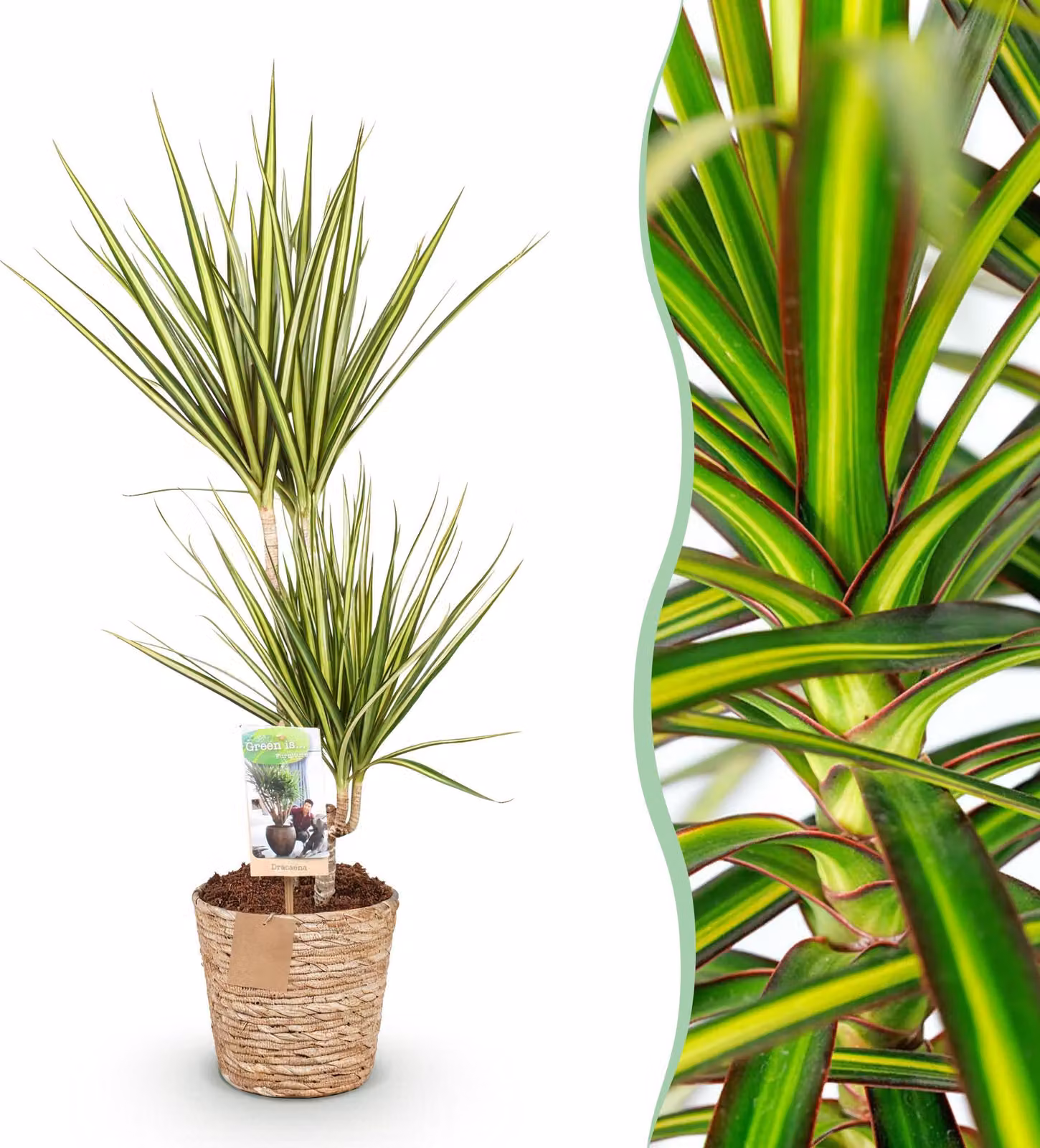 Dracaena Sunray - Albero del drago - Bassa manutenzione - con cesto - Verde - 70-75cm - Ø17cm - Pianta d'appartamento - Sempreverde