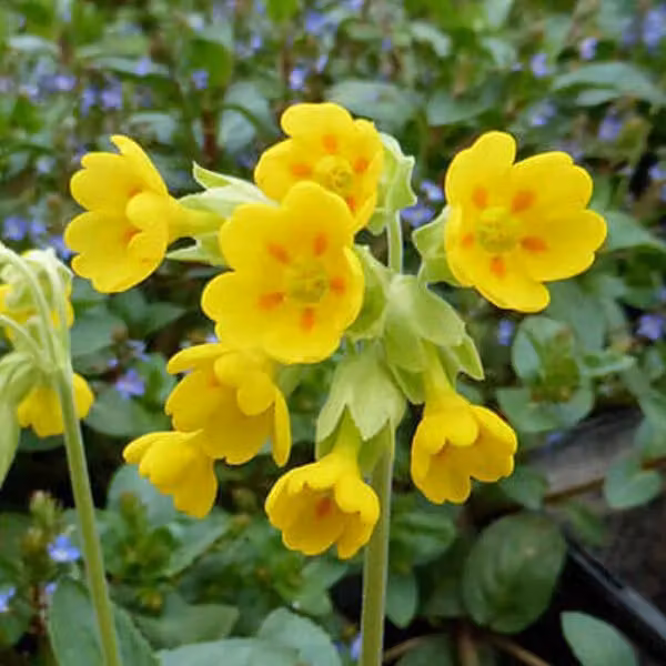 6 x Primula veris - vaso 9cm x 9cm
