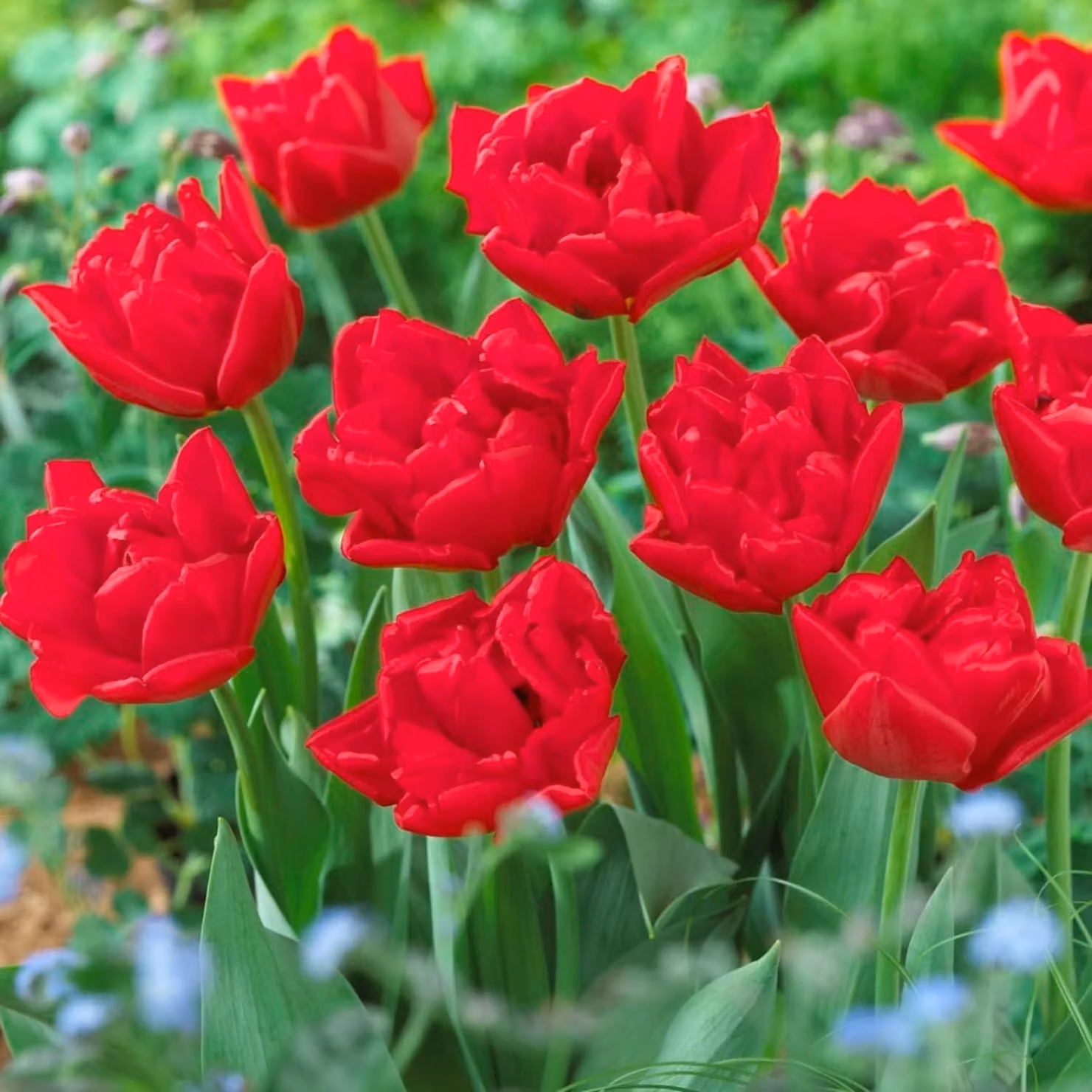 Bulbi di tulipano resistenti al freddo, perenni - Double Red Passion - 20 bulbi - Piante vere provenienti dall'Olanda - Tulipani per giardino, vasi e balcone (bulbi grandi, senza semi, non artificiali)