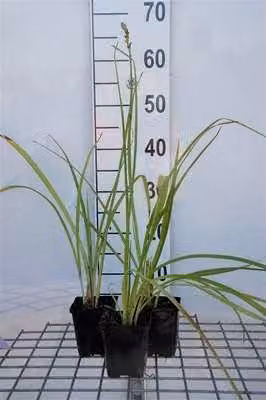 6 x Hemerocallis hybr. 'Frans Hals' - daylily - vaso 9 x 9 cm