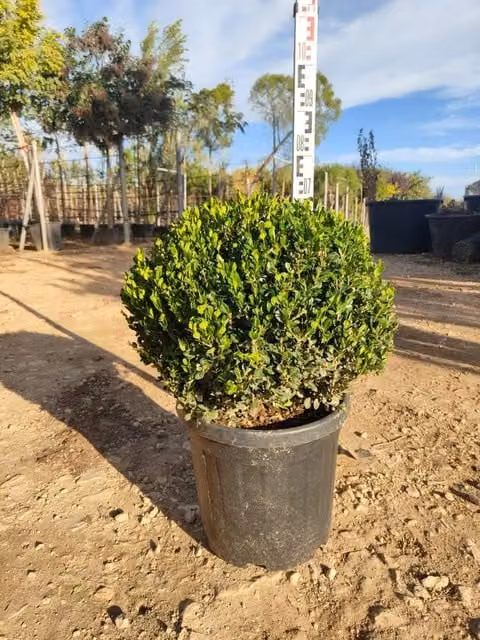 Bosso Buxus Microphylla Faulkner a Palla di Vivaio Garden Forest con Vaso, Sempreverde Verde per Esterno