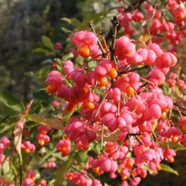 2 piante di *Euonymus europaeus* (bosso europeo), altezza 60-80 cm, coltivate in vaso