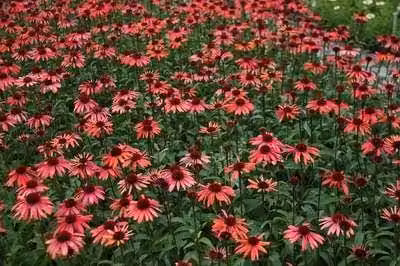 6 x Echinacea purp. 'Sundown'® - fiore di conifera - vaso 9 x 9 cm