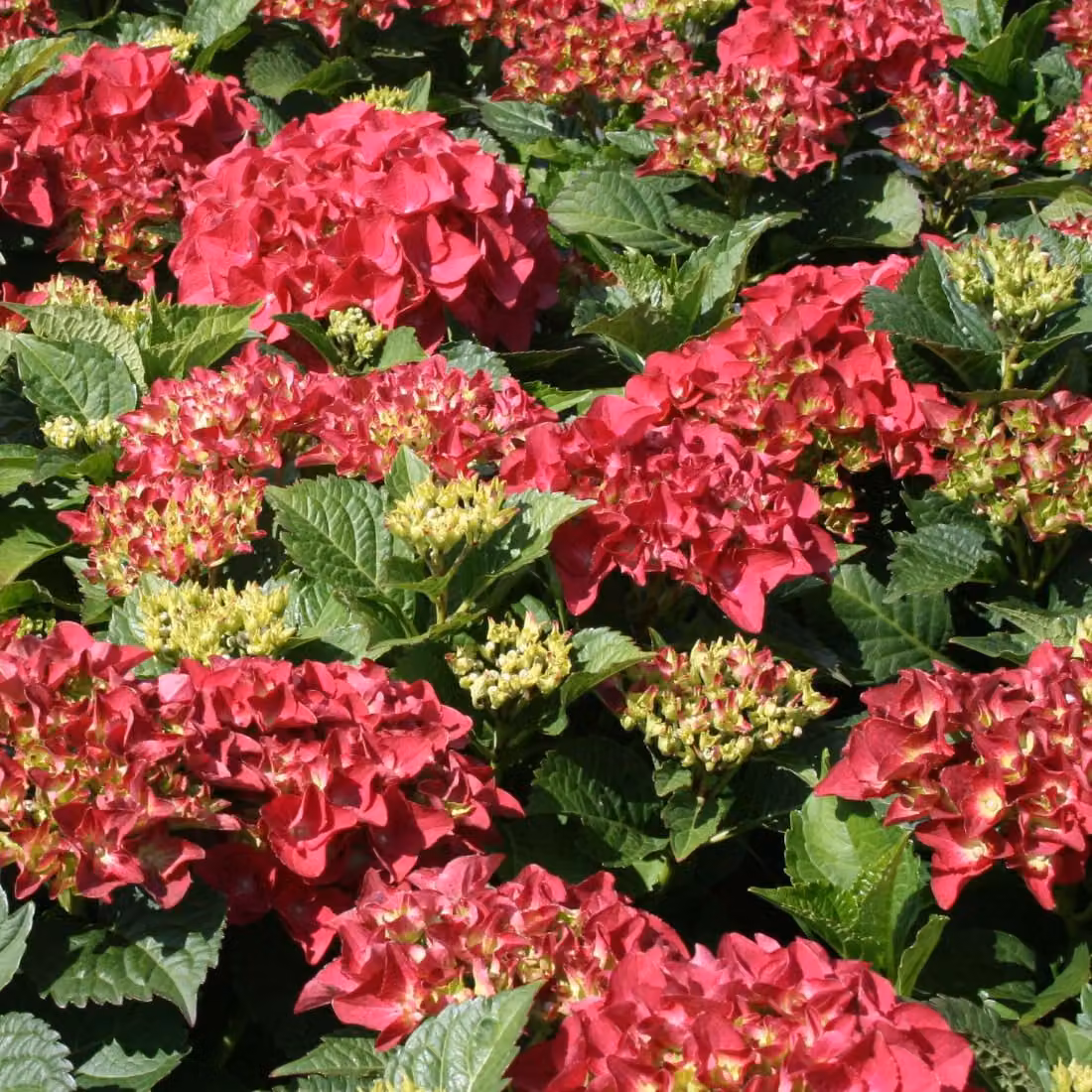 2 ortensie - *Hydrangea macrophylla* 'Kardinal', in vaso, altezza 25-30 cm