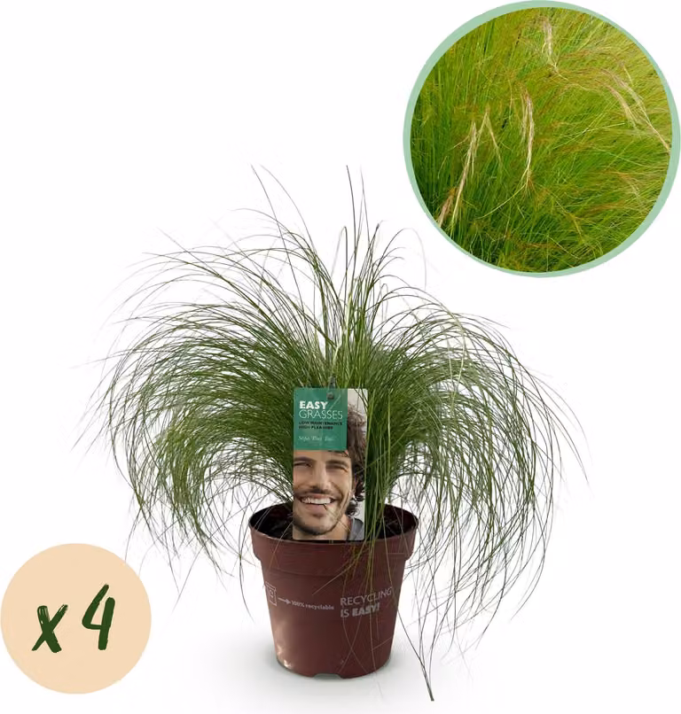 Delicata erba piumata Stipa tenuifolia Pony Tails - Erba ornamentale verde - 4