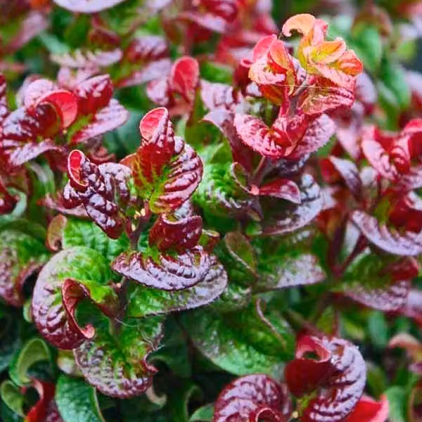 2 piante di Leucothoe axillaris 'Curly Red' | Altezza: 20-30 cm, in vaso