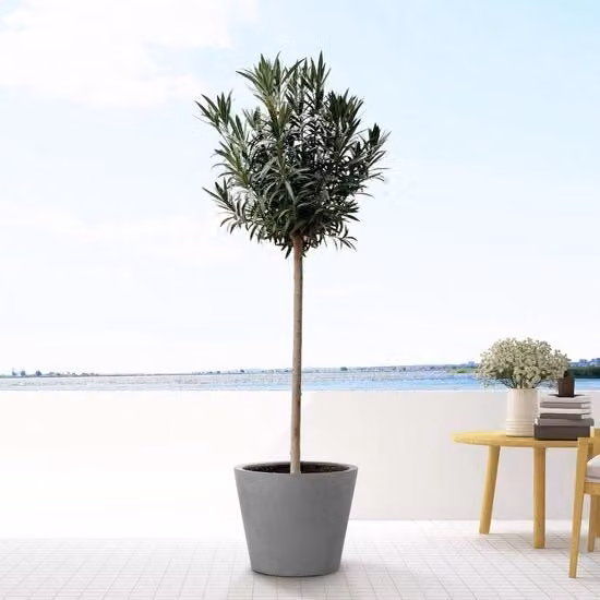 Nerio Oleandro su tronco con fiori rosa - 170cm - Ø40