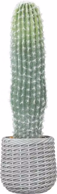 Pianta Artificiale Decorativa Cactus Succulenta HOMCOM Verde con Vaso, Altezza: 66 cm