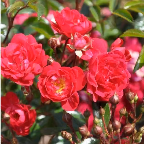 2 x Rosa - Rosa tappezzante - Rosa 'Rote The Fairy'