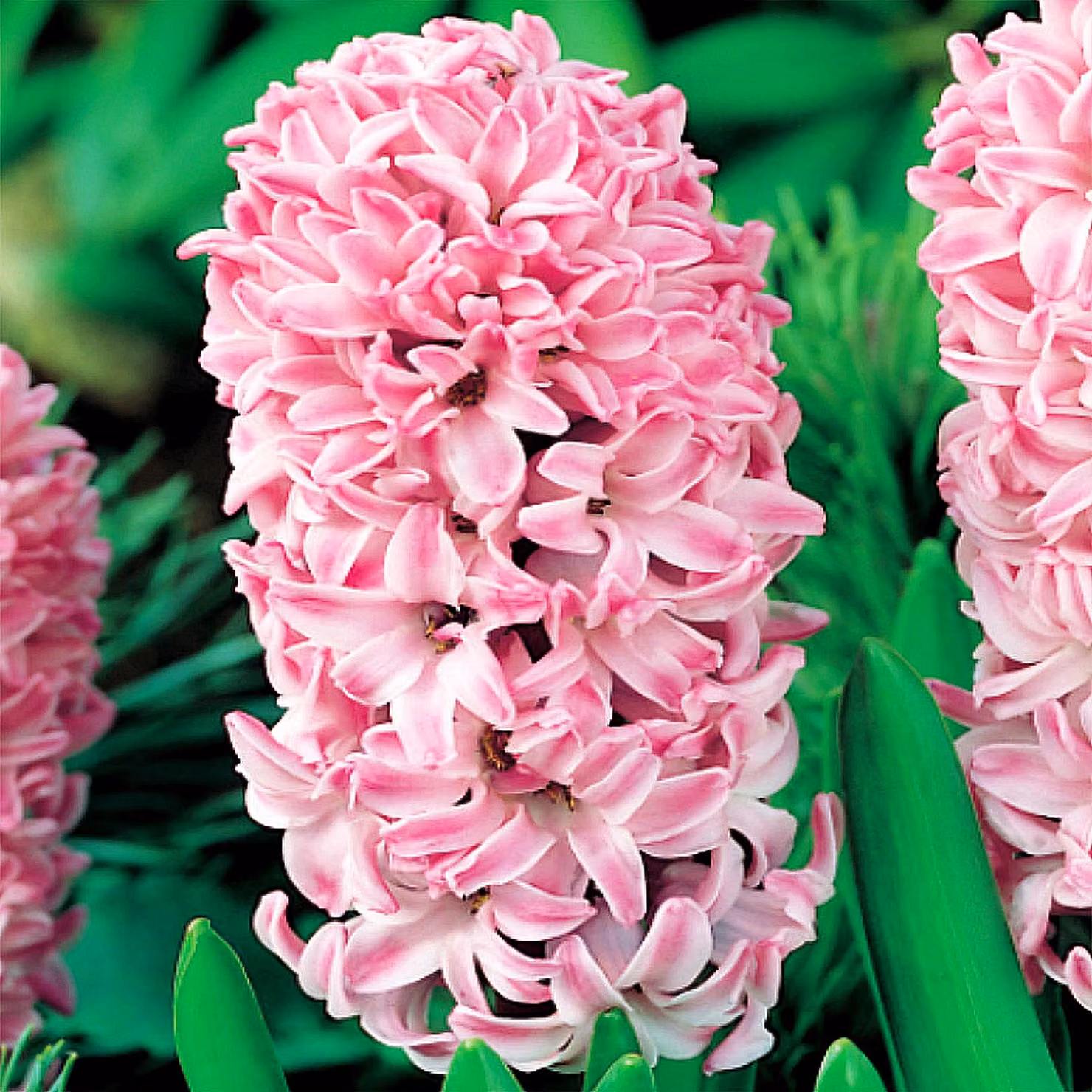 Bulbi di giacinto Bulbi di fiori Hyacinthus Splendid Cornelia 5 pz.