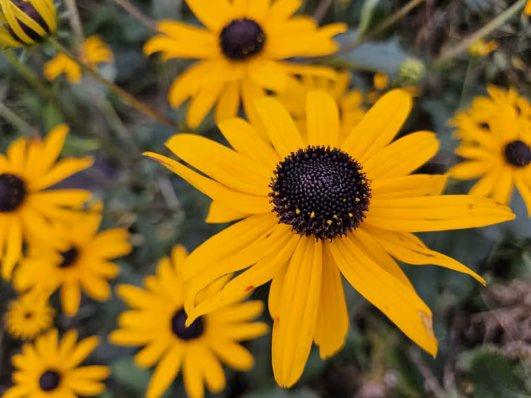Rudbeckia fulgida 'Goldsturm' - Ø10-25cm - Ø9cm - 60 piante - Perenne rustica