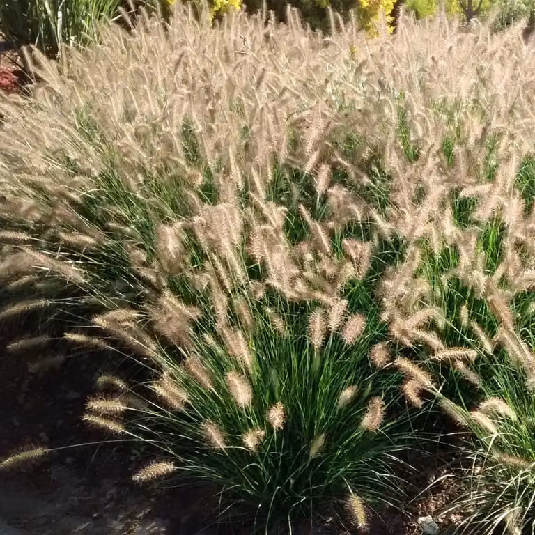Erba Fontana Hameln 1L