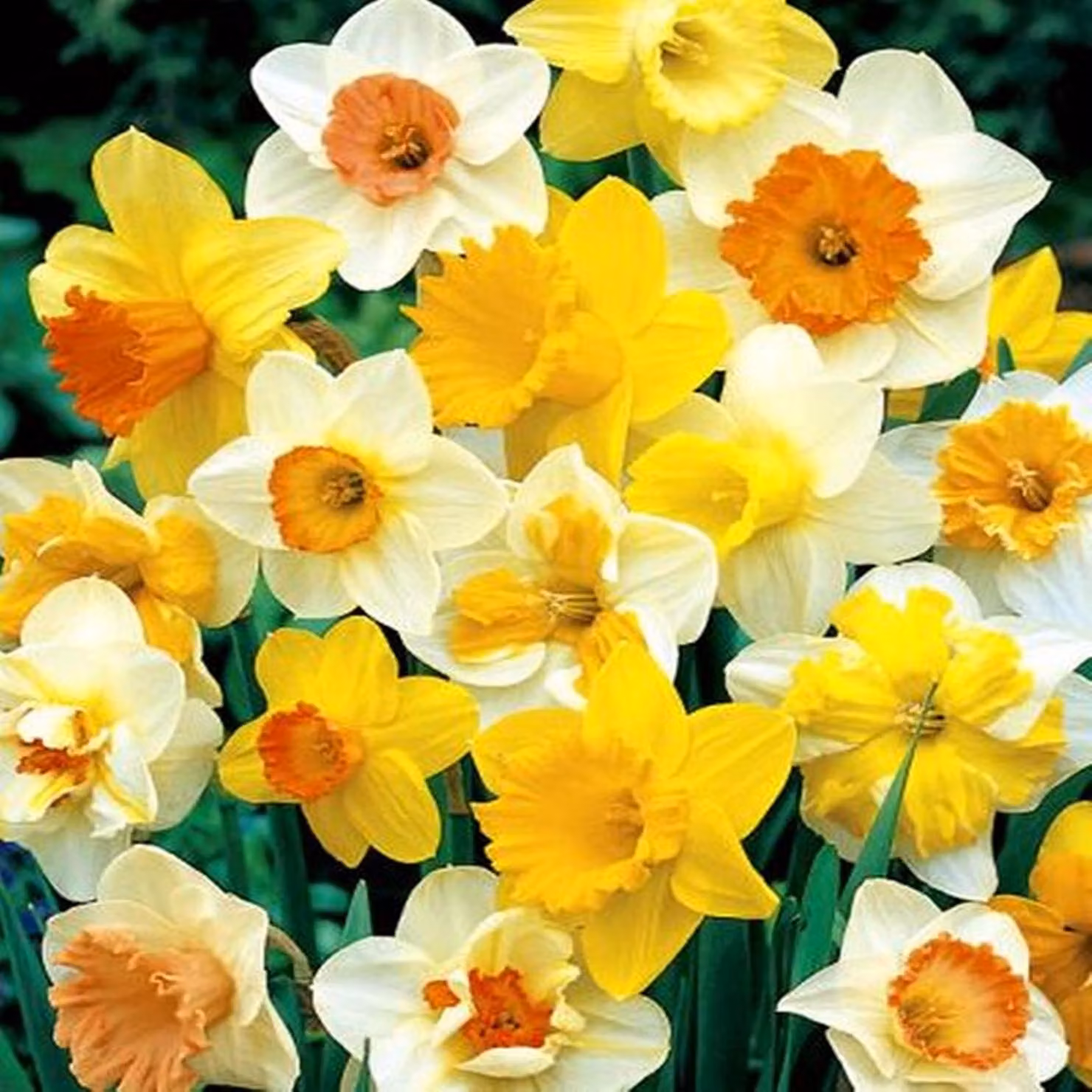 Bulbi di giunchiglia Bulbi di fiori Narcisi Mix 10 pz.