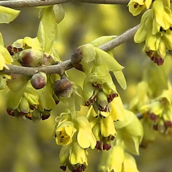Corylopsis spicata (Corylopsis a cespuglio) | 60-80 cm in vaso