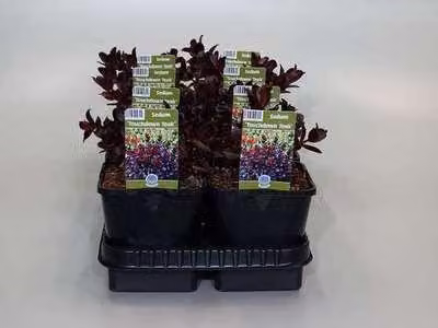 6 x Sedum tel. touchdown Teak'® - Foglia grassa - Vaso 9 x 9 cm