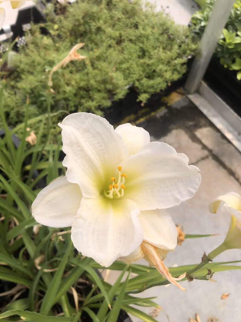 6 x Hemerocallis 'Gentle 'Shepherd' - daylily - vaso 9x9 cm