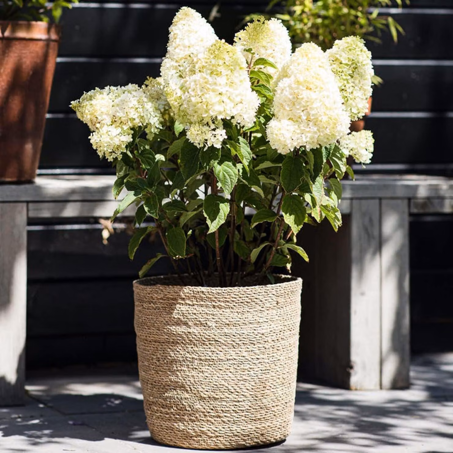 Ortensie resistenti al freddo, varietà Paniculata Sugar Rush (3 piante) - Piante di ortensia provenienti dai Paesi Bassi - Vere ortensie da giardino (non semi, fiori artificiali o prodotti artificialmente) - Piante per balcone perenni