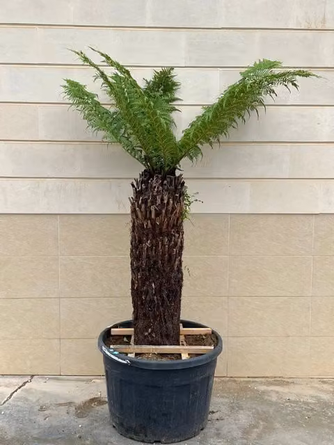 Felce Arborea Dicksonia Antarctica di VIVAIO GARDEN FOREST in vaso, Altezza: 105 cm, Diametro vaso: 55 cm, Sempreverde