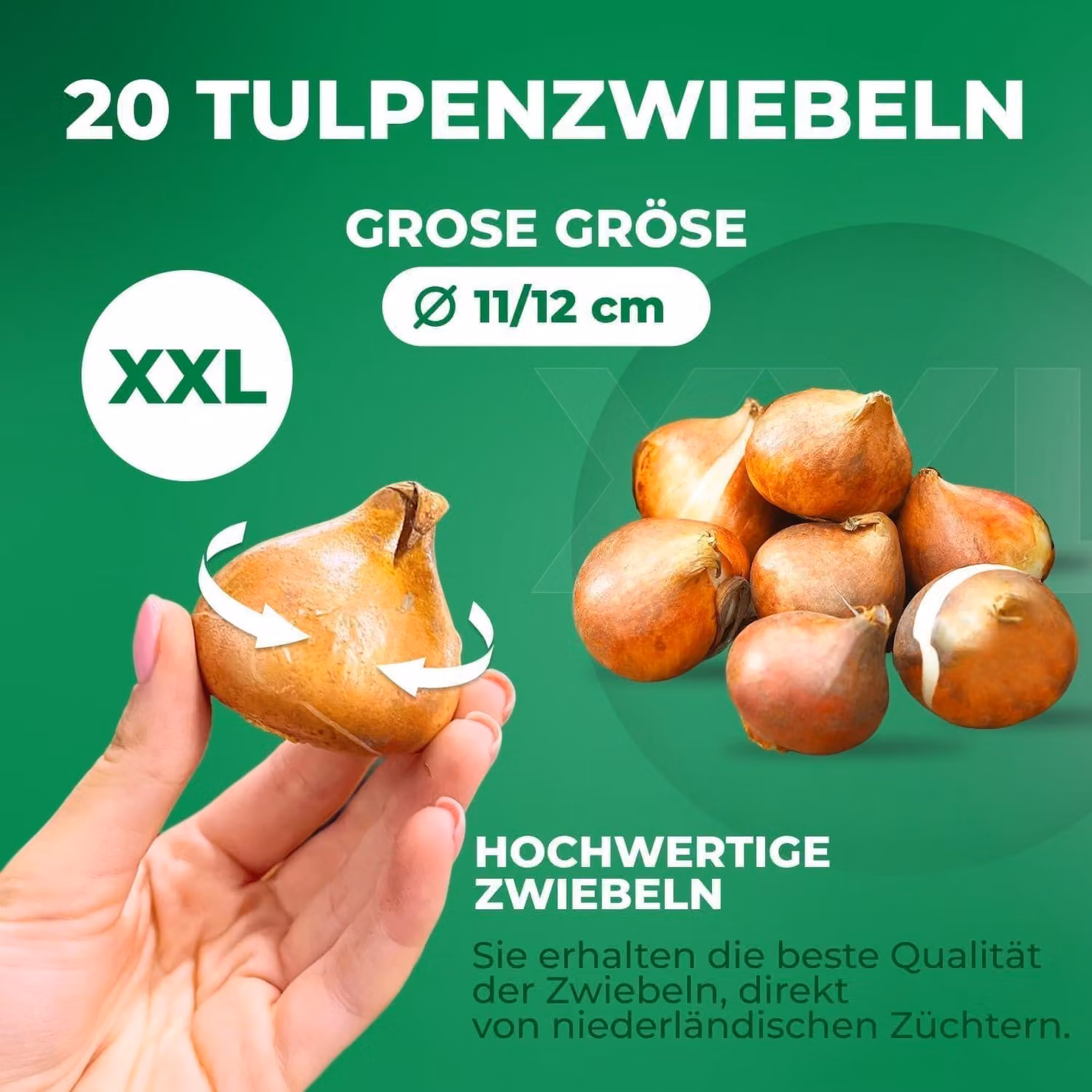 Bulbi di tulipano resistenti al freddo, perenni - Double Orange Passion - 20 bulbi - Piante vere provenienti dall'Olanda - Tulipani per giardino, vasi e balcone (bulbi grandi, senza semi, non artificiali)