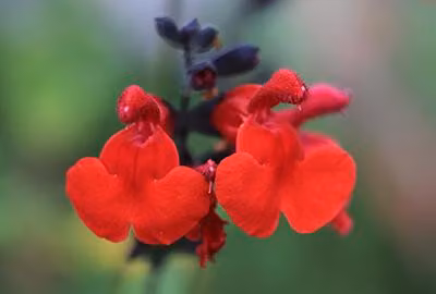 6 x Salvia micr. 'Royal Bumble' - Muschio stellare - vaso 9 x 9 cm