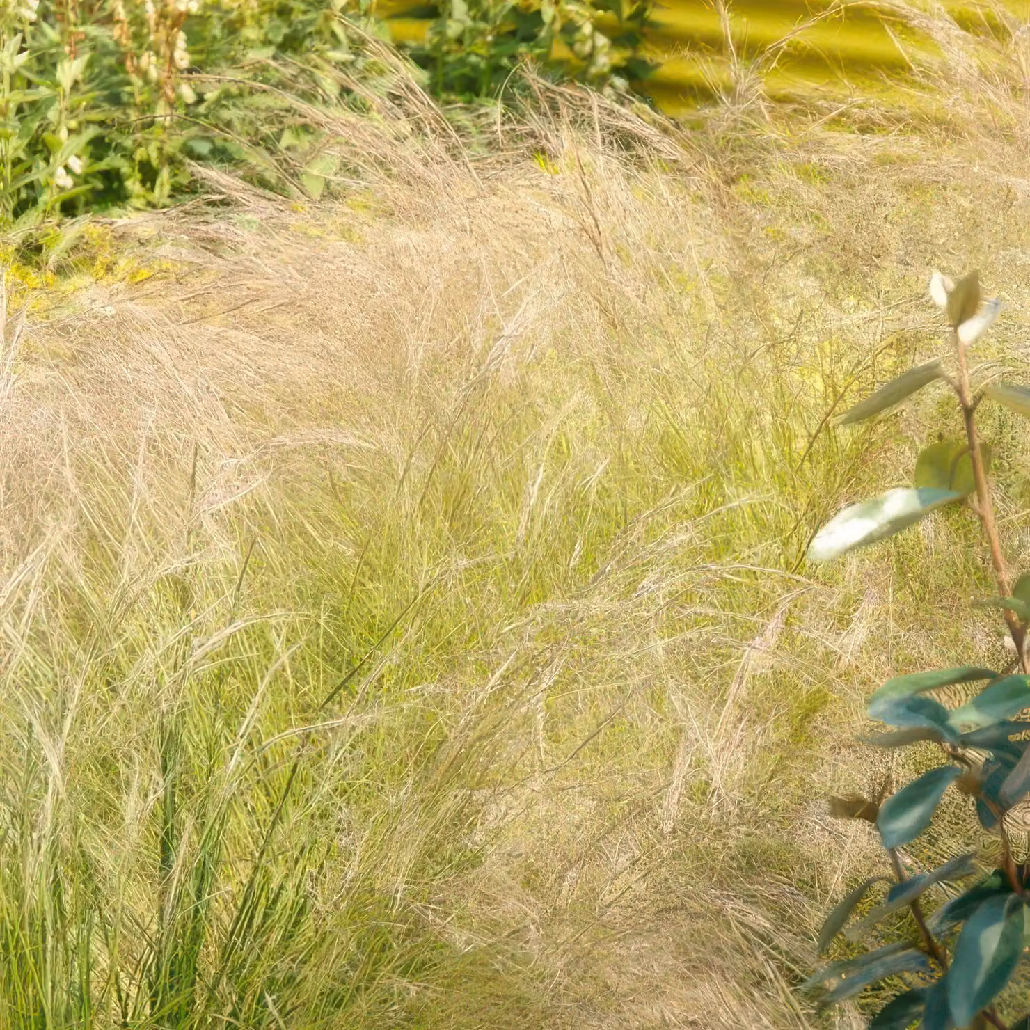 Stipa tenuissima ‘Ponytails’ 24 piante 10-25cm Ø9cm Erba ornamentale dai fili