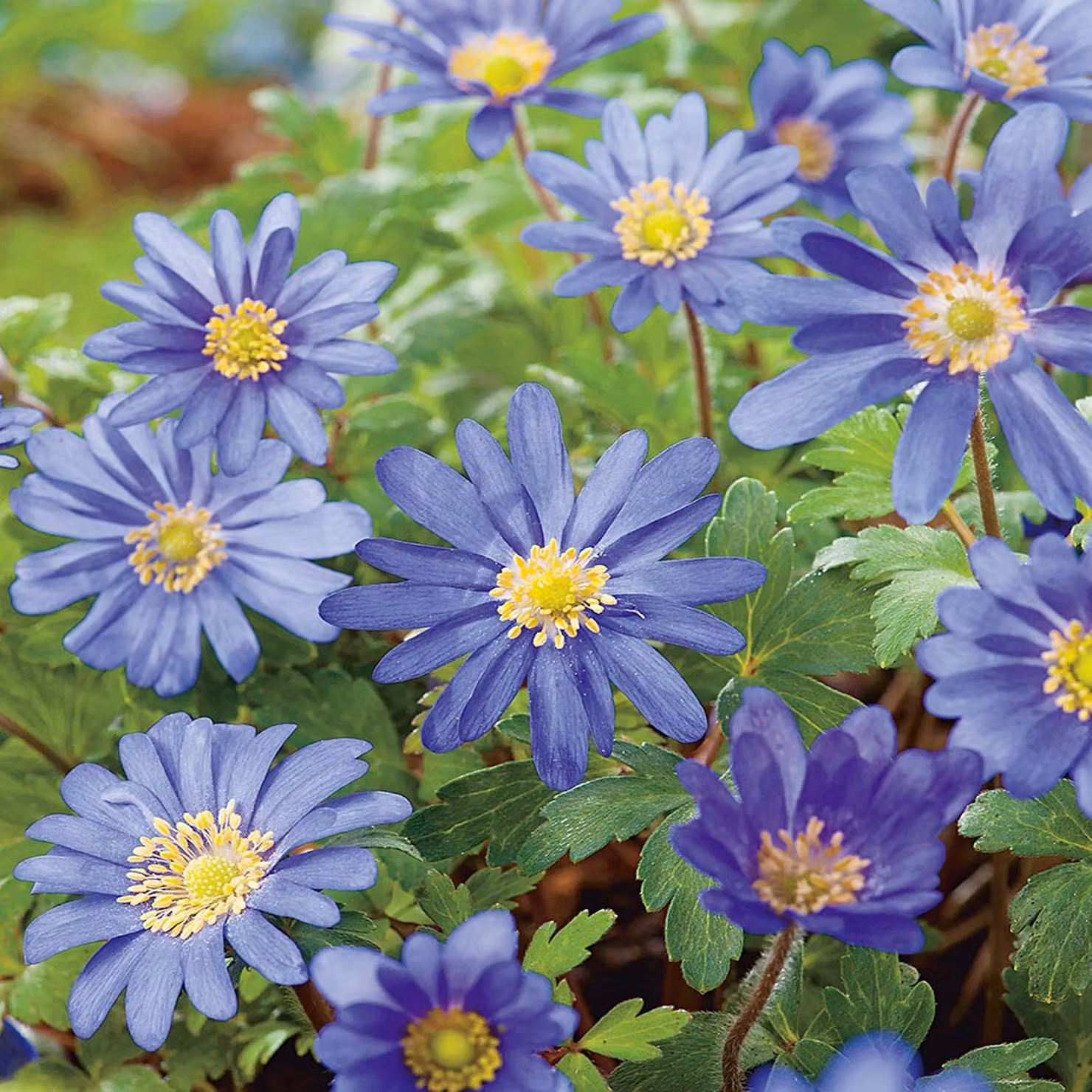 Anemone greca Anemone Blanda Sfumature blu 10 pz bulbi di anemone
