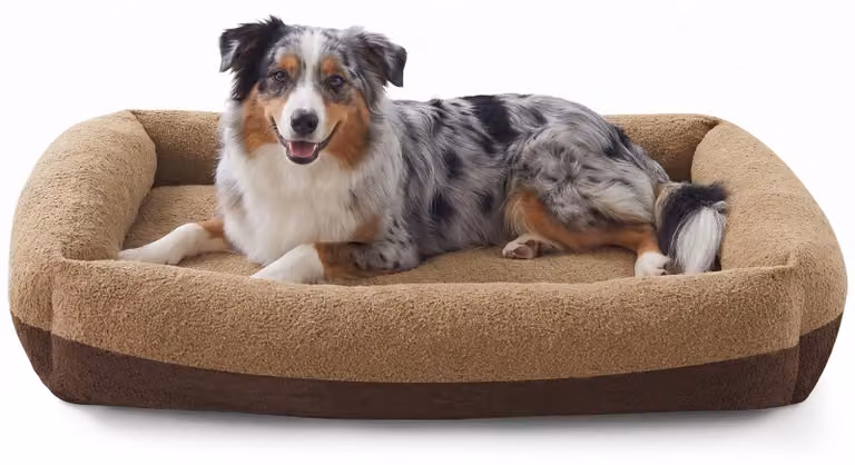 Omgoods - Cuccia per cani di taglia media, lavabile, con coperta rimovibile