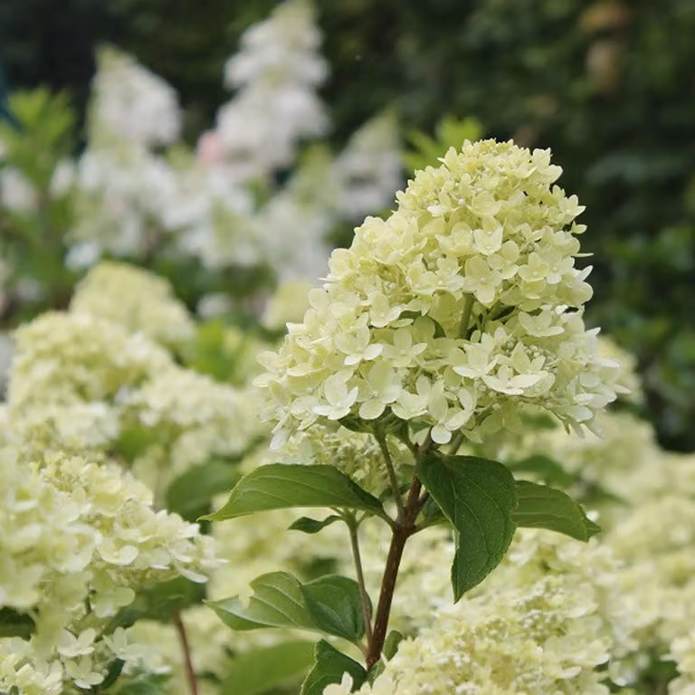 2 ortensie - Hydrangea paniculata 'Little Lime' | altezza 40-50 cm, in vaso