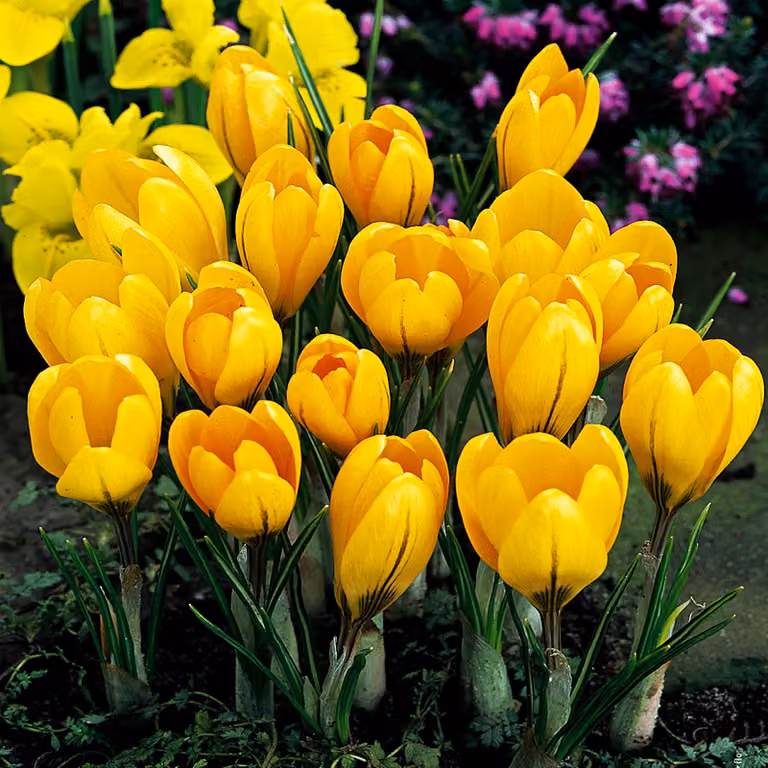Bulbi da fiore Bulbi Crocus a fiore grande Crocus giallo oro XXXL 10 pz.