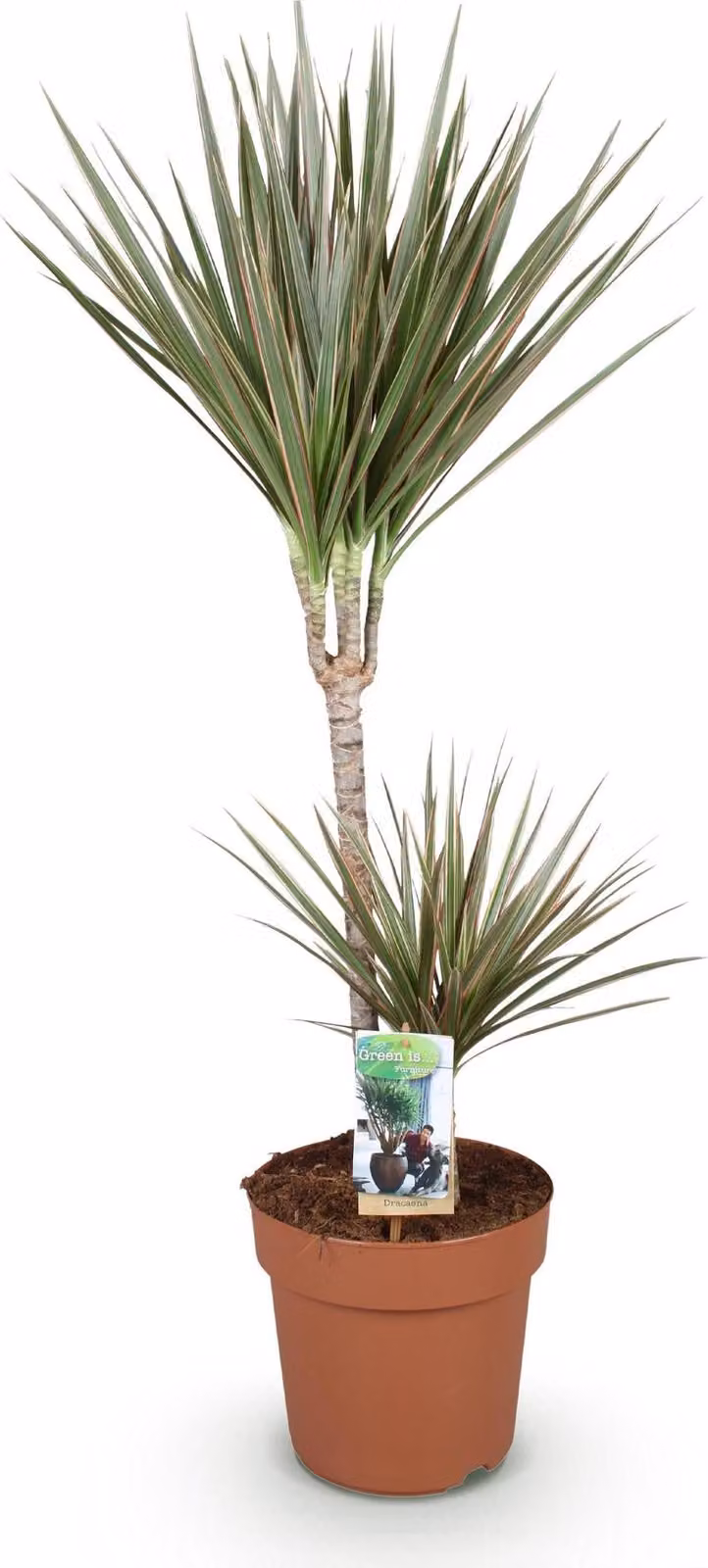 Dracaena Marginata Bicolor - 90-100cm, 21cm - Dracaena di facile manutenzione