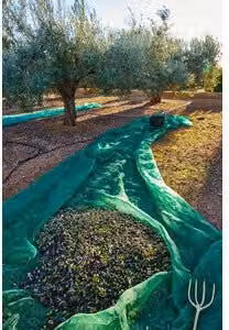C RETE P/OLIVE ANTISPINA 80G 10X50M