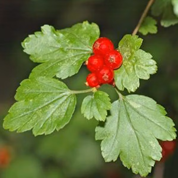 2 piante di ribes alpino (Ribes alpinum), alte 50-60 cm, in vaso