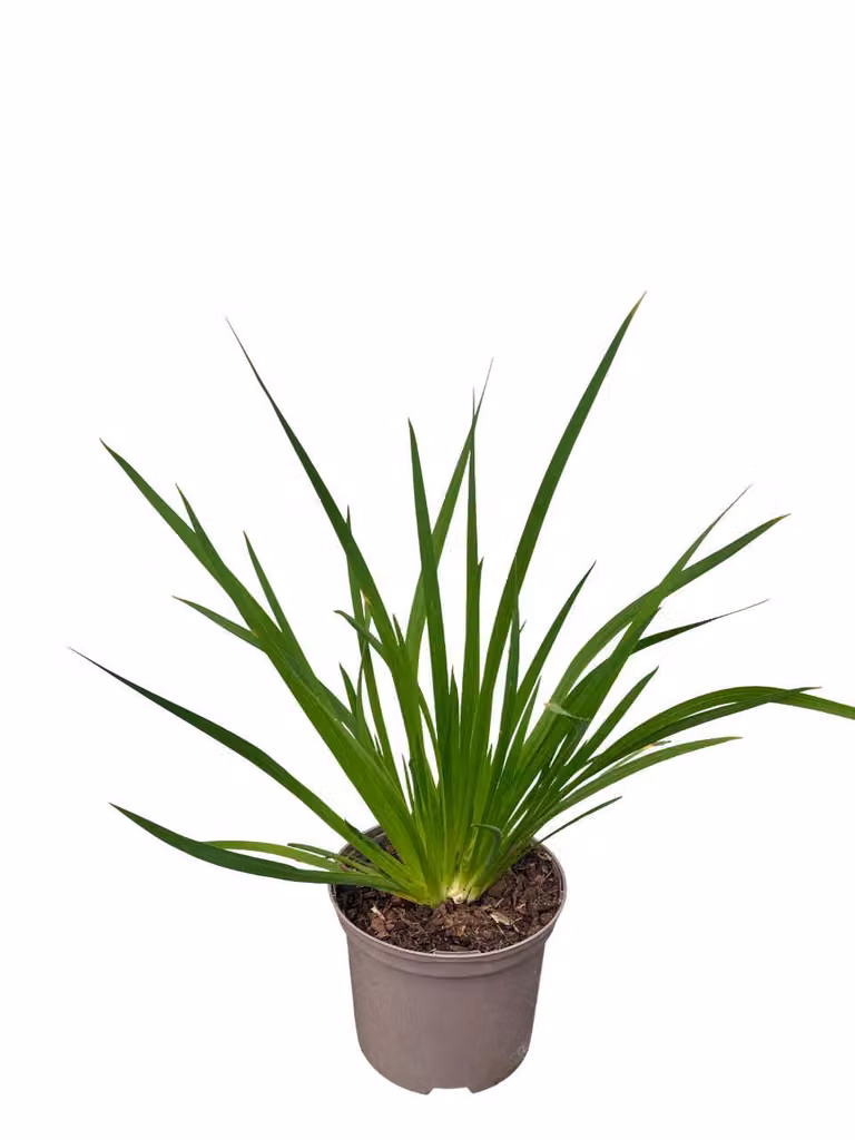 Libertia grandiflora - Libertia a fiore grande - Contenitore da 2 litri