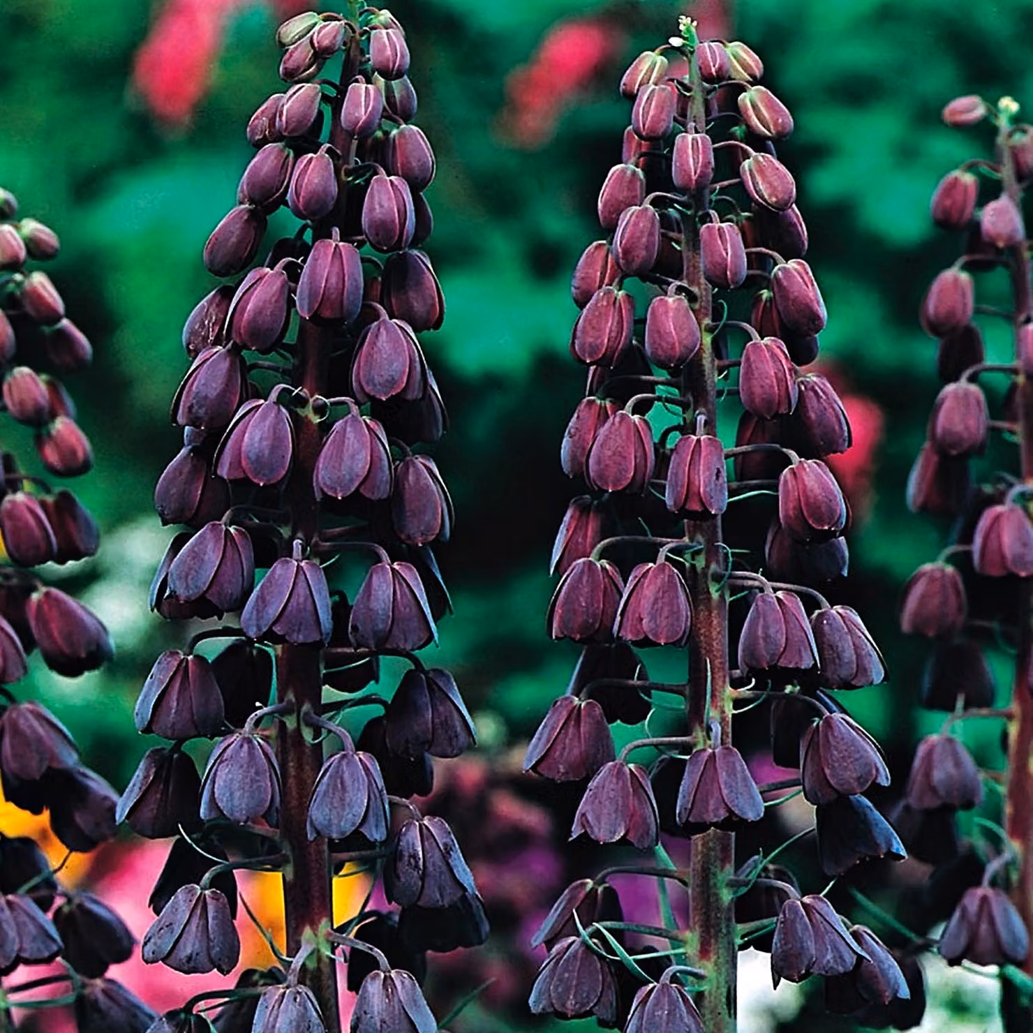 Bulbi da fiore Bulbi da fiore Fritillaria Black Persian Chess Flower 1 pz.