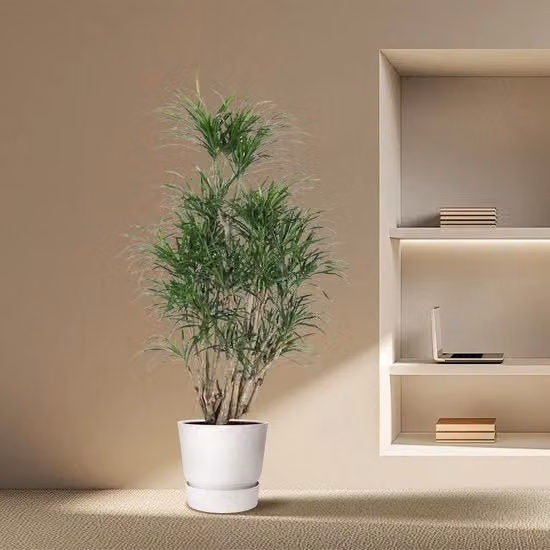 Dracaena Anita con rami - 140 cm - diametro 31 cm