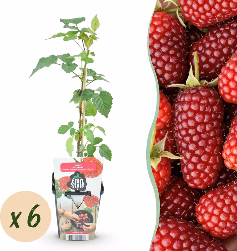 Bacche di tayberry - Rubus Tayberry - Difficile da coltivare - 6 piante - 15-25cm - Ø9cm - Pianta da giardino