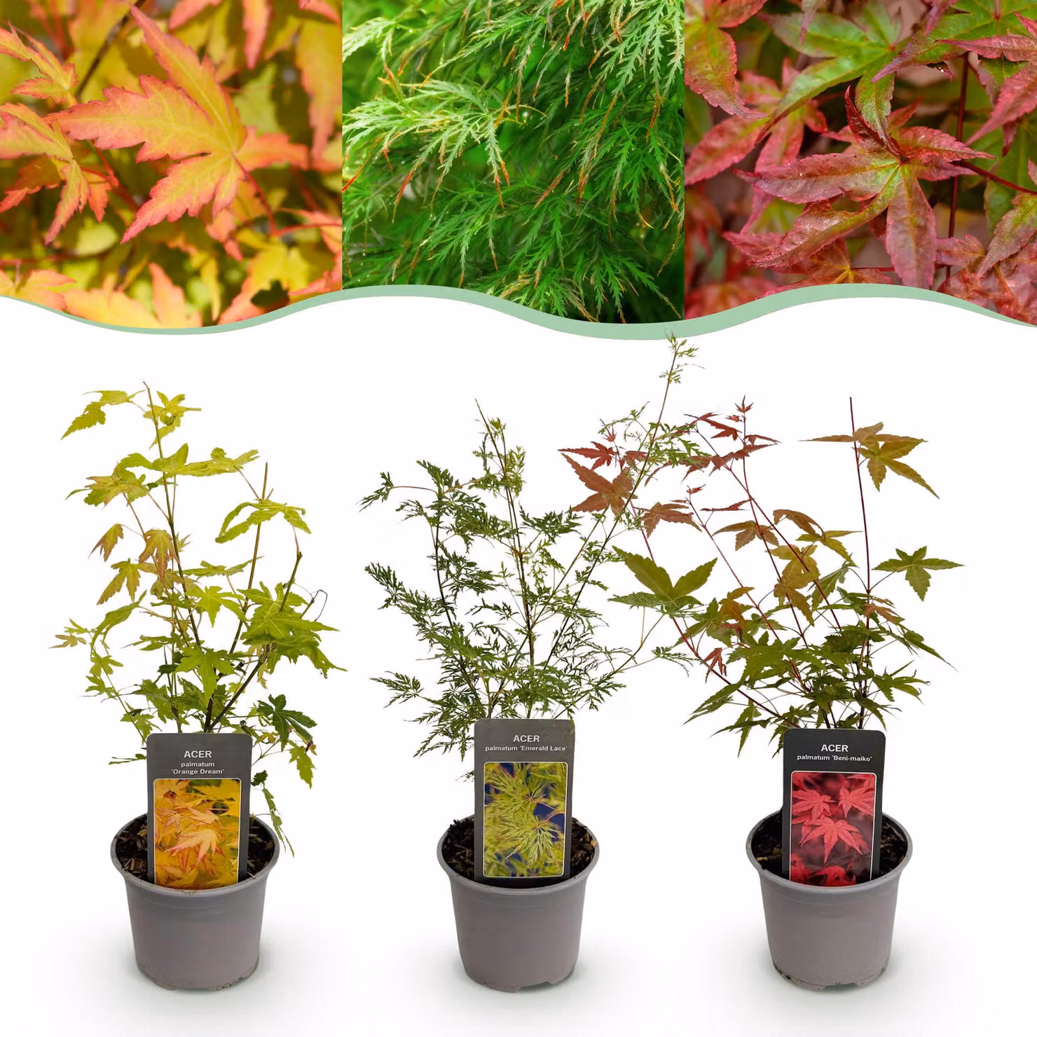 Acer palmatum Tricolour - Rosso-verde-arancio - 3 piante - Perde le foglie - Bassa manutenzione - 25-35cm - Ø12cm - Pianta da giardino